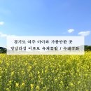 당남리섬농업단지이동화장실1 | 경기도 여주 아이와가볼만한곳 _ 당남리섬 이포보 유채꽃, 수레국화 꽃밭