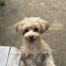 투개더 펫 이미지