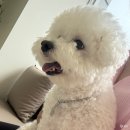 메리 동물병원 | 광주 강아지 건강검진 메리 스케일링 받은 리본 동물병원 후기