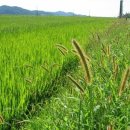 들길 따라서 이미지