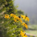 호두나무민박 이미지