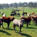 탐라목장 이미지