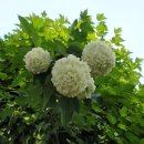 동화마을생태공원 게이트볼장 이미지