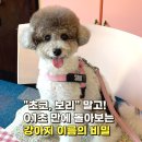 "초코, 보리" 흔한 이름 말고... 강아지가 0.1초 만에 고개 돌리는 강아지 이름 추천 리스트