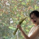 더헤이즐리 네이버블로그