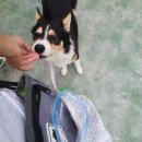 용인시 동물보호센터 이미지