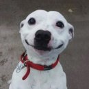 웃는강아지 이미지