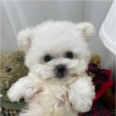 청주 강아지 분양 리몽드 퍼피 켄넬 이미지