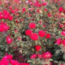 길자농장 이미지