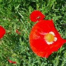 오솔길 농장 이미지