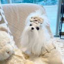 앨리스코리아켄넬 이미지