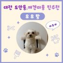 모모애견샵 | 대전 애견미용 추천｜도안동 모모랑 위생미용 목욕 얼굴컷 후기 (마이크리머 효과까지)