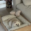 제니엔 코코 펫 이미지