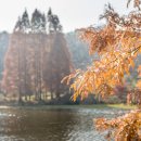 기지시 메타세콰이아 이미지