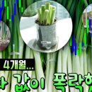 서안성농협하나로마트 이미지