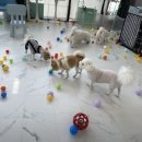 나라라펫 이미지