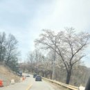 공설운동장 입구 6 | 벚꽃축제제천 청풍호 벚꽃축제 개화율 70% 실시간 후기｜주차 꿀팁까지 총정리