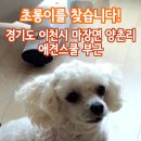 강아지를찾습니다/말티즈 푸들 혼종/수컷/경기도 이천시 마장면 양촌리 애견스쿨 부근 이미지