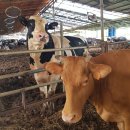 한우막사 이미지