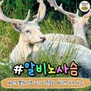 듣도보도 못한 특이한 실존 동물 모음. 이미지