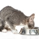 동물심장병원 진심 이미지