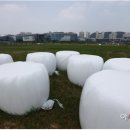 청보리축산 이미지