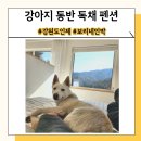 꿈나라민박 | 인제 보리네민박 깨끗하고 편안한 강원도 애견동반 독채 팬션(진돗개 가능)