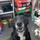 S동물병원 이미지