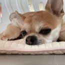 댓츠댕댕스쿨 이미지