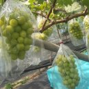 코코농원 이미지