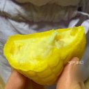 뚜레쥬르 중앙점 | 새로 오픈✨[경기광주 경안중앙점 (이마트앞)뚜레쥬르]내 돈 내산 솔직 후기~🌽🌽