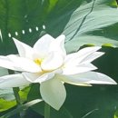 명문당상점 | 원진(미지) 연창궁사[고문진보 전집 권12 사류]연창궁중만궁죽 세구무인삼사속 구령공돈불감장 만성무성...