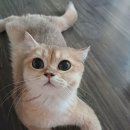 뮤슈슈