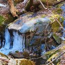 치악산둘레길 9코스 자작나무길 이미지