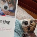 메오메오 이미지