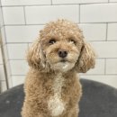 호야네애견샵 이미지