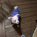 개멍물멍 이미지