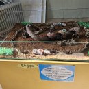 원주곤충마을박물관 | 원주 곤충마을박물관 아이랑 가볼만한곳 실내 곤충체험장