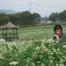 목포세발낙지 이미지