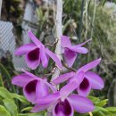 Dendrobium Nestor 'pink Doll'(덴드로비움 네스터 '핑크 돌') 이미지