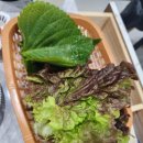 헬로팬닭갈비 신대영대점 네이버블로그