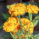 메리골드 이미지