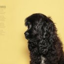 동물사랑애견샵 이미지