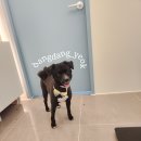 다솜애견미용실 이미지