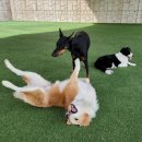 옥스포독 이미지