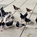 비둘기공원1 이미지