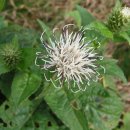 금강초롱 이미지