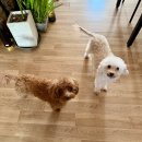 더 예쁘개 이미지