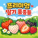 시즌글라스진주협동조합 | 딸기 시즌, 백화점 식품매장에서 만난 프리미엄 딸기들