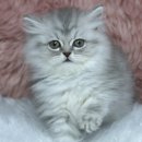 현숙켄넬 이미지